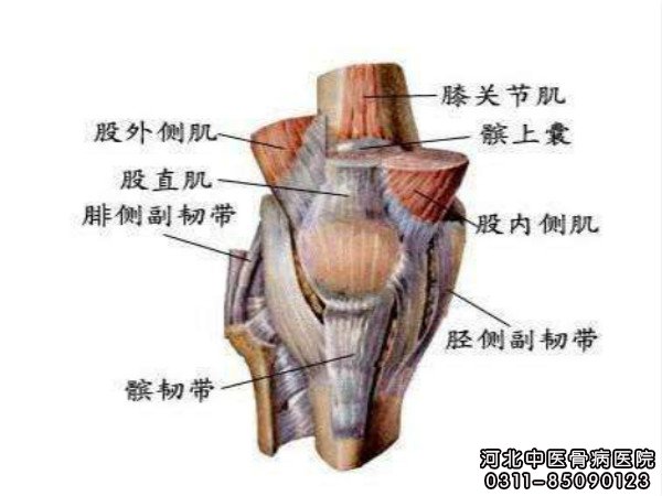 膝关节